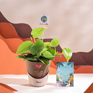 Philodendron Oxycardium Green Plant For Environment Day Gifting