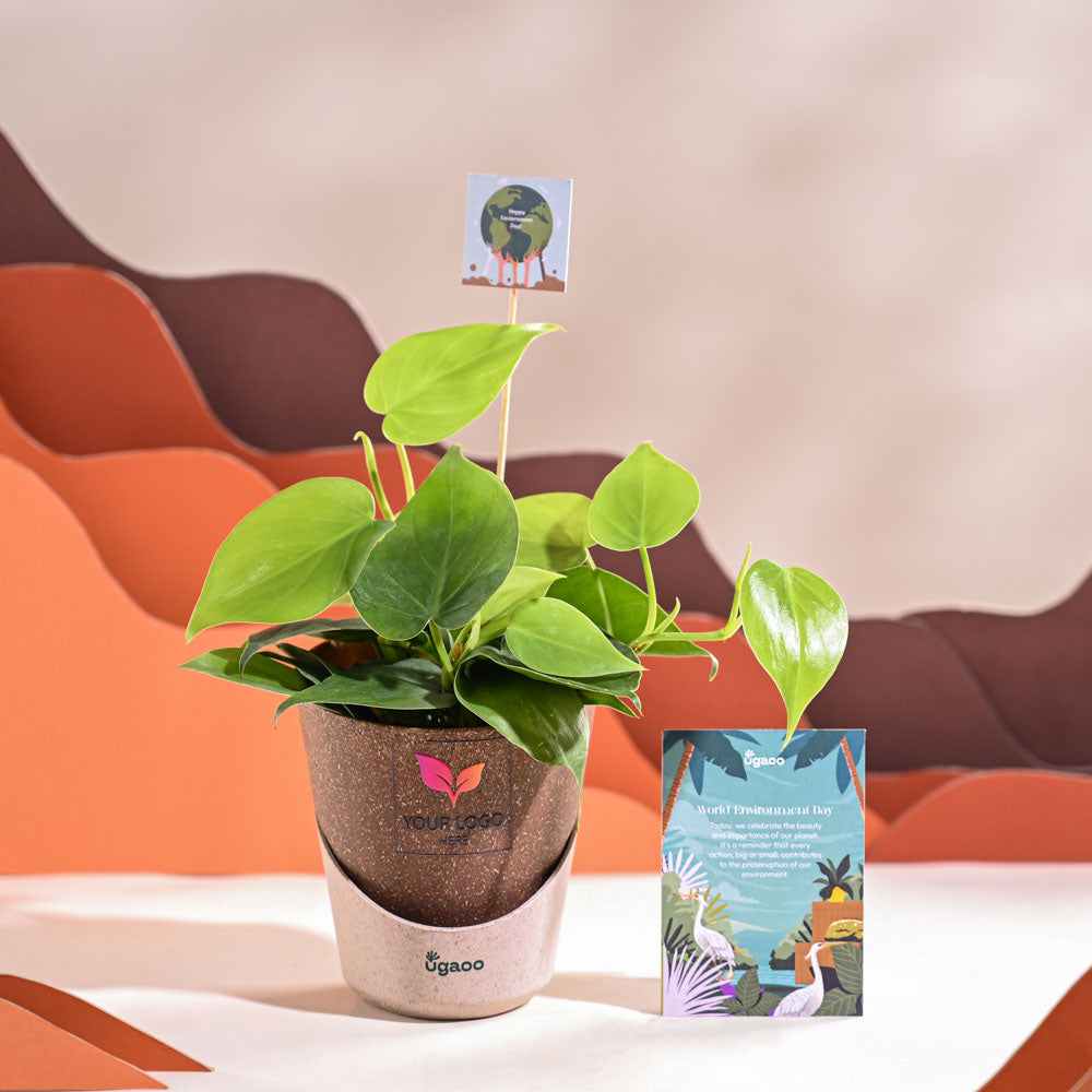 Philodendron Oxycardium Green Plant For Environment Day Gifting