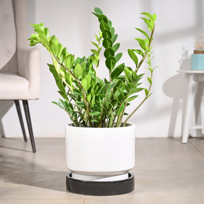 Soothing Rains Ceramic Planters