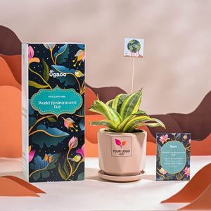 Snake Plant - Golden For Environment Day Gifting