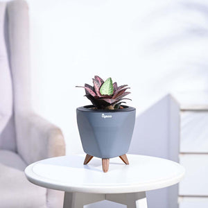 Euphorbia Francoisii Hybrid