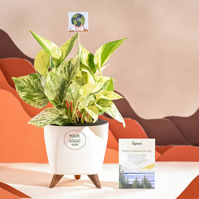 Money Plant Marble For Environment Day Gifting