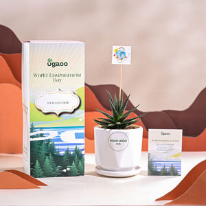 Zebra Haworthia Plant For Environment Day Gifting