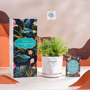 Golden Sedum Plant For Environment Day Gifting