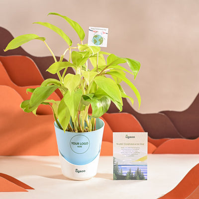Philodendron Ceylon Golden Plant For Environment Day Gifting