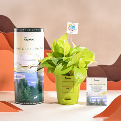 Money Plant Golden For Environment Day Gifting