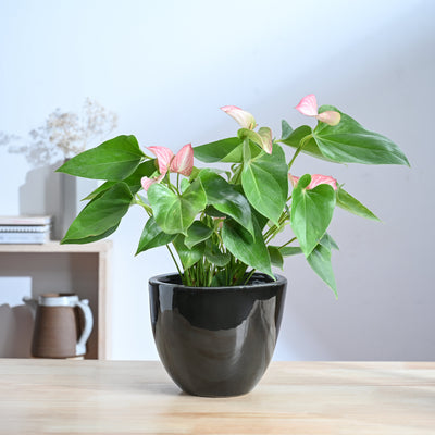 Echoing Eternity Ceramic Planter