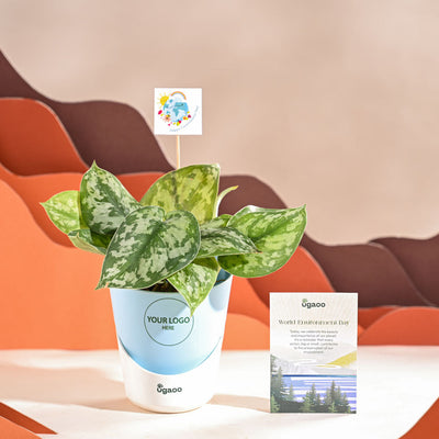 Money Plant Satin For Environment Day Gifting