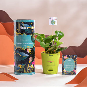 Peperomia Green Plant For Environment Day Gifting