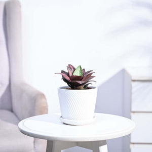 Euphorbia Francoisii Hybrid