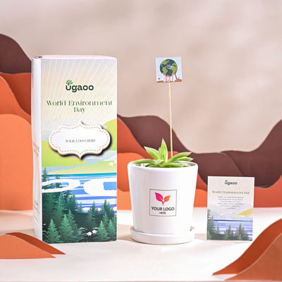 Haworthia Cooperi Fleshy For Environment Day Gifting