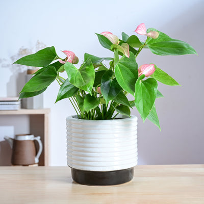 Untold stories Ceramic Planter