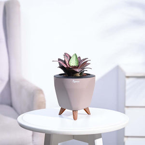 Euphorbia Francoisii Hybrid