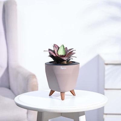 Euphorbia Francoisii Hybrid