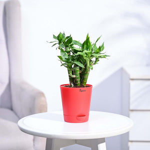 Lotus Lucky Bamboo 5 Sticks