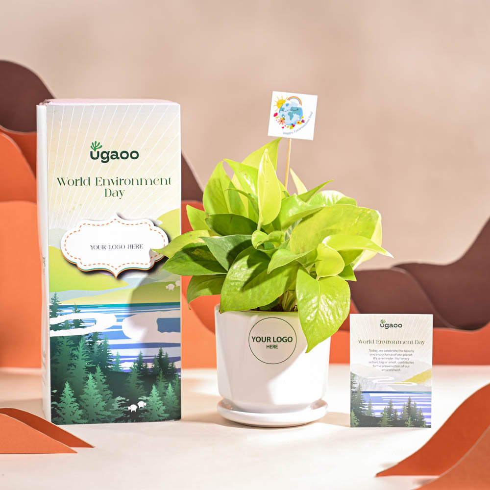 Money Plant Golden For Environment Day Gifting