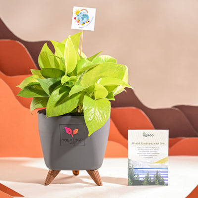 Money Plant Golden For Environment Day Gifting