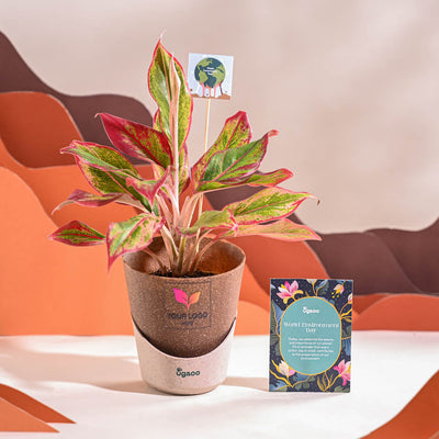 Aglaonema Red Plant For Environment Day Gifting