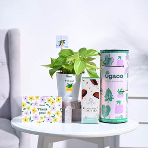 Philodendron Golden Thank you Gift Hamper