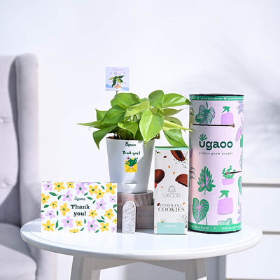 Philodendron Golden Thank you Gift Hamper
