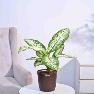 Dieffenbachia Delilah - Large