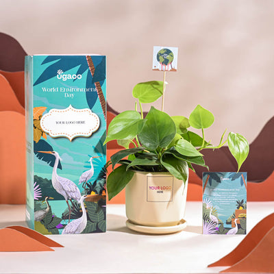 Philodendron Oxycardium Green Plant For Environment Day Gifting