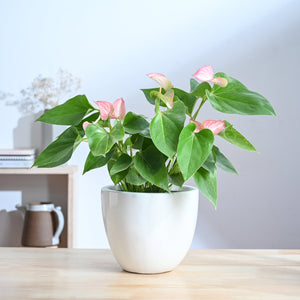 Echoing Eternity Ceramic Planter