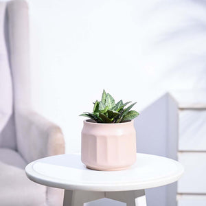 Euphorbia Francoisii Green