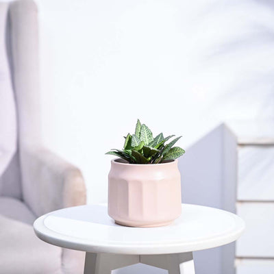 Euphorbia Francoisii Green