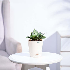 Euphorbia Francoisii Green