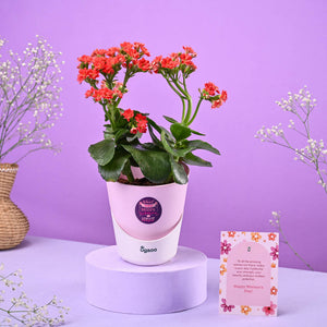 Kalanchoe Red Women's Day Gift