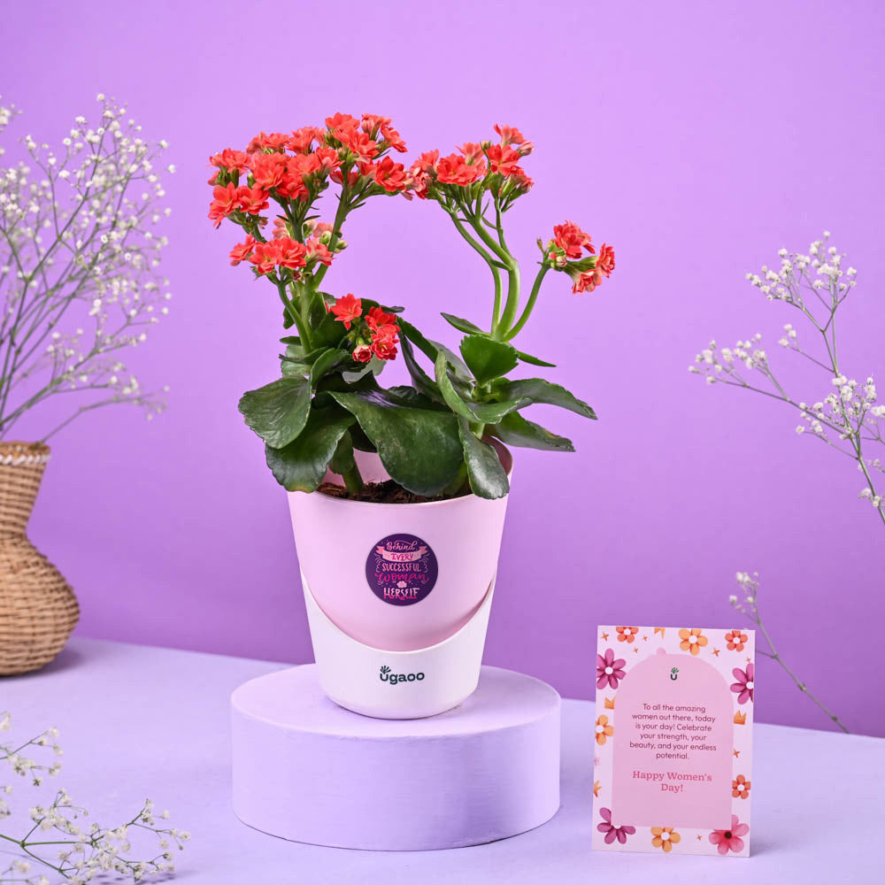 Kalanchoe Red Women's Day Gift