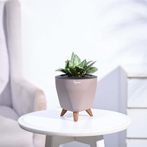 Euphorbia Francoisii Green