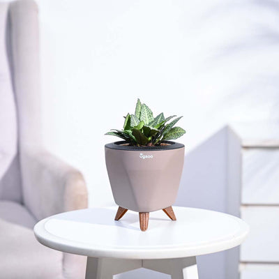 Euphorbia Francoisii Green