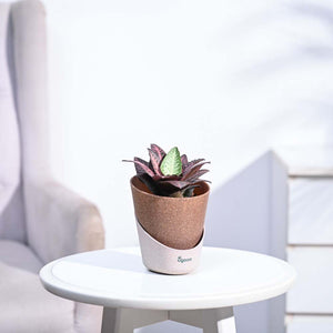 Euphorbia Francoisii Hybrid