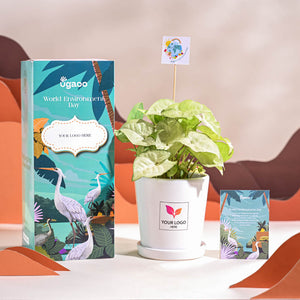 Syngonium White Butterfly Plant- Small For Environment Day Gifting