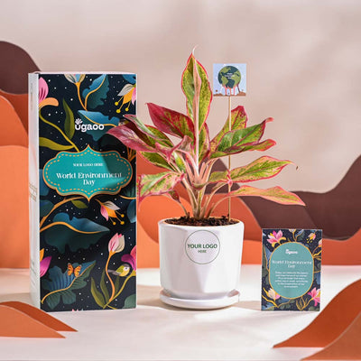 Aglaonema Red Plant For Environment Day Gifting