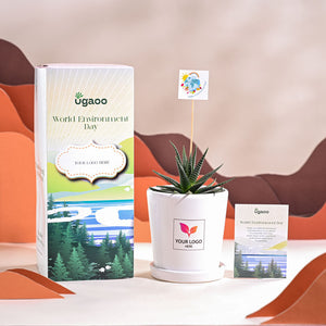 Zebra Haworthia Plant For Environment Day Gifting