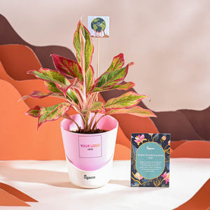 Aglaonema Red Plant For Environment Day Gifting