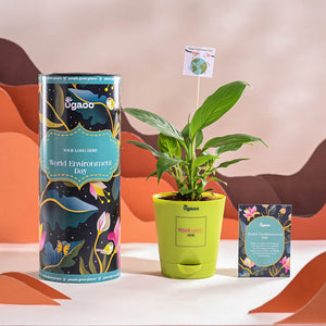 Peace Lily For Environment Day Gifting