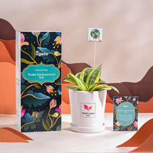 Snake Plant - Golden For Environment Day Gifting