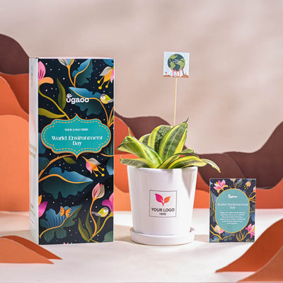 Snake Plant - Golden For Environment Day Gifting