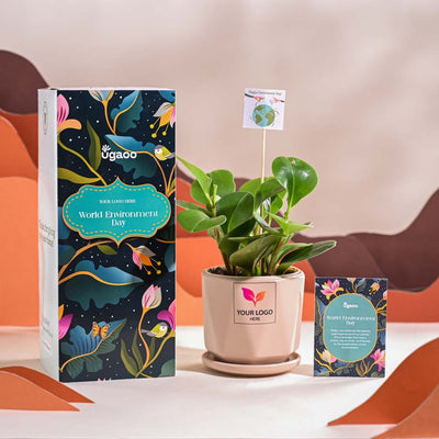 Peperomia Green Plant For Environment Day Gifting