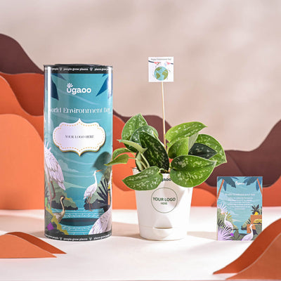 Satin Pothos Argyraeus-small For Environment Day Gifting