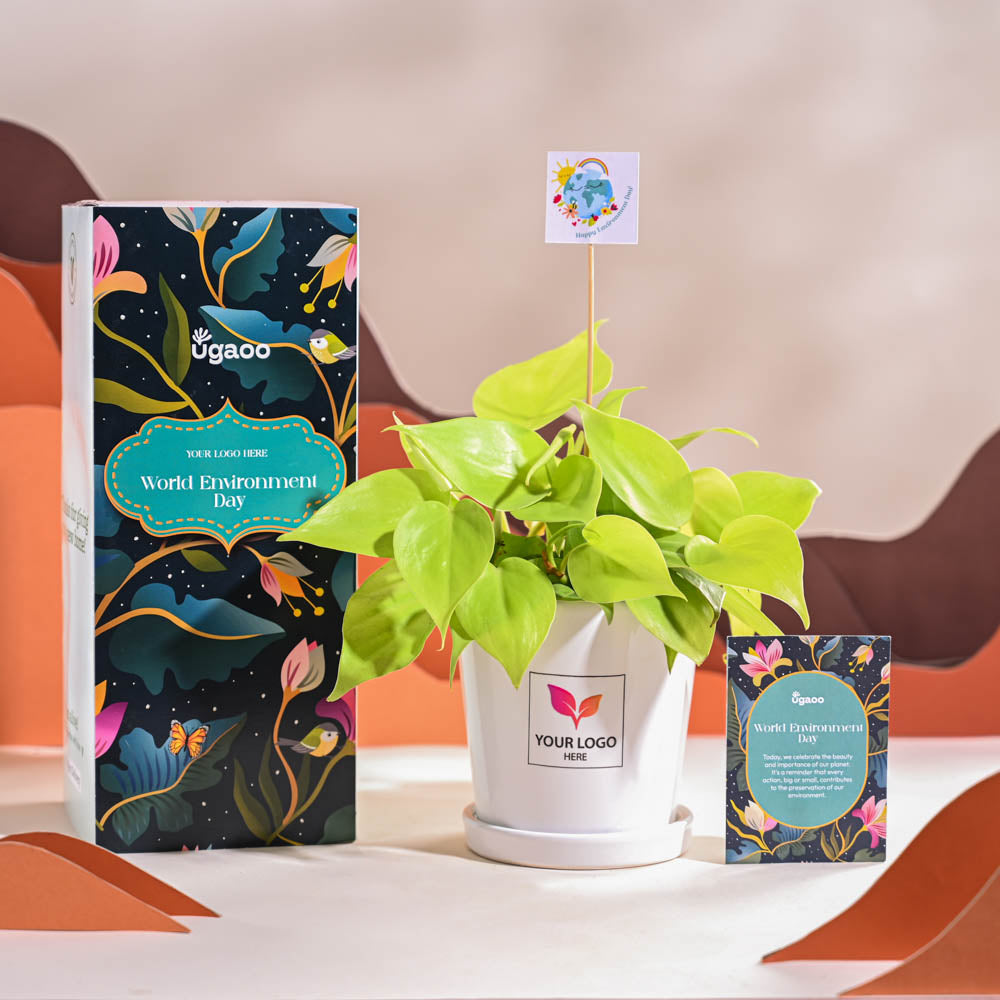 Philodendron Oxycardium Golden Plant For Environment Day Gifting