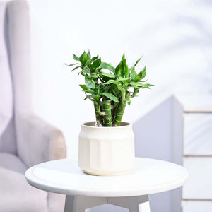 Lotus Lucky Bamboo 5 Sticks