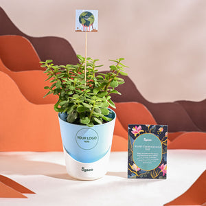 Jade Mini Plant For Environment Day Gifting
