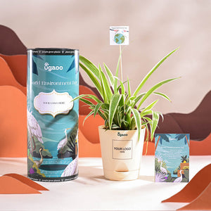 Spider Plant For Environment Day Gifting