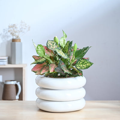 Tiny Kisses Ceramic Planter