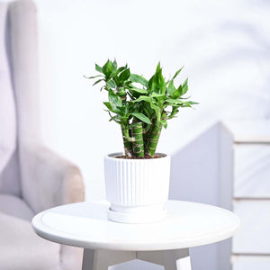 Lotus Lucky Bamboo 5 Sticks